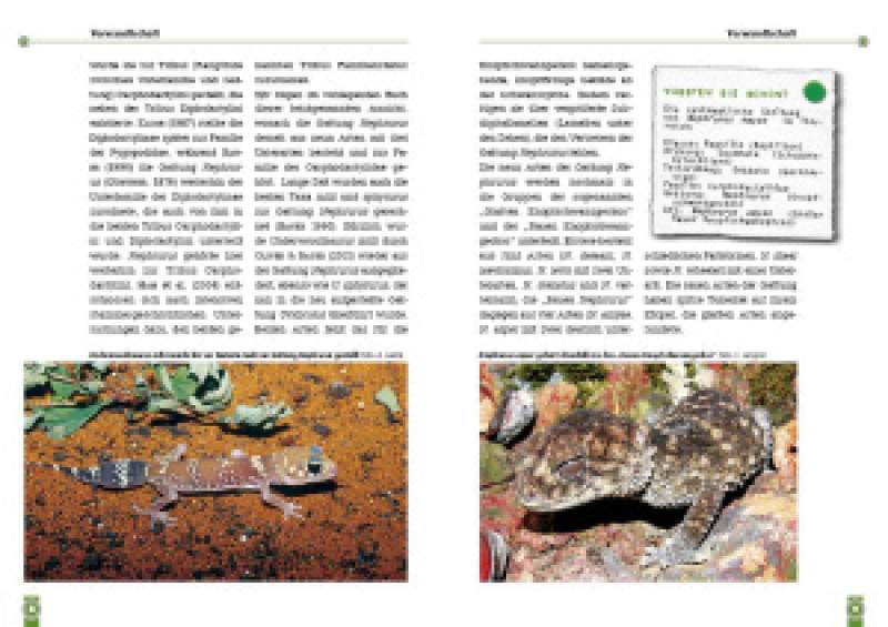 Preview: Der Große Raue Knopfschwanzgecko